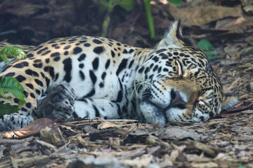 The jaguar, Panthera onca sleeping on the ground is a carnivorous mammal from the Felidae family in the Paris zoologic park, formerly known as the Bois de Vincennes, 12th arrondissement of Paris