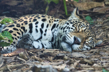 Obraz premium The jaguar, Panthera onca sleeping on the ground is a carnivorous mammal from the Felidae family in the Paris zoologic park, formerly known as the Bois de Vincennes, 12th arrondissement of Paris