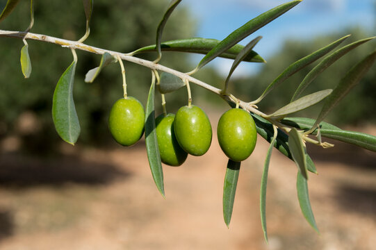 Aceitunas, cosecha del olivar