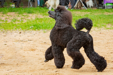 Black poodle dog close up at a dog show.