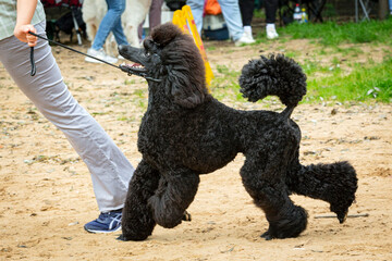 Black poodle dog close up at a dog show.