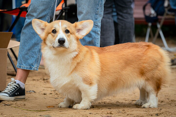 A Pembroke Corgi dog at a dog show