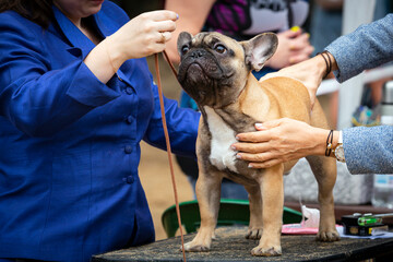 A French bulldog at a dog show.