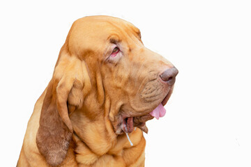 The Bloodhound is a large hunting dog. Portrait on a white background. - obrazy, fototapety, plakaty