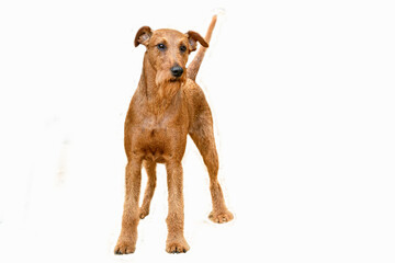 Irish Terrier breed dog on a white background.
