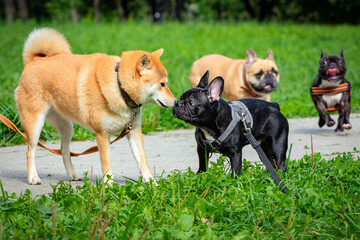 French bulldog plays with other dogs in the park.