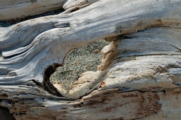 Hole in driftwood with rocks behind