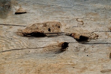 Holes in old wood log