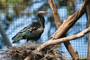 Northern Bald Ibis (Geronticus eremita) in the Paris zoologic park, formerly known as the Bois de Vincennes, 12th arrondissement of Paris, which covers an area of 14.5 hectares