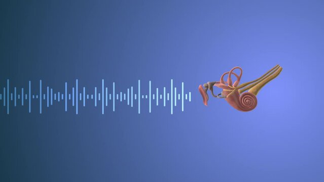 Journey of Sound to the Brain