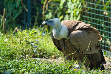 Griffon vulture, Eurasian griffon in the Paris zoologic park, formerly known as the Bois de Vincennes, 12th arrondissement of Paris, which covers an area of 14.5 hectares