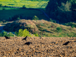 Krähen suchen Saatgut auf dem Feld
