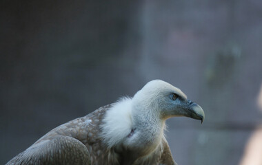 Griffon vulture, Eurasian griffon in the Paris zoologic park, formerly known as the Bois de Vincennes, 12th arrondissement of Paris, which covers an area of 14.5 hectares