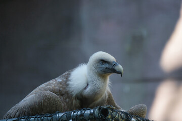 Griffon vulture, Eurasian griffon in the Paris zoologic park, formerly known as the Bois de Vincennes, 12th arrondissement of Paris, which covers an area of 14.5 hectares