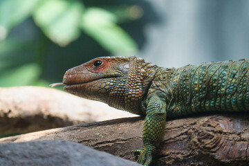   The northern caiman or dracaena lizard lying on branch in the Paris zoologic park, formerly known as the Bois de Vincennes, 12th arrondissement of Paris, which covers an area of 14.5 hectares