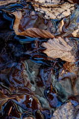 Hojas otoñales en el riachuelo.