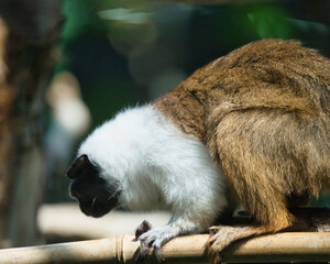  Geoffroy's tamarin in the Paris zoologic park, formerly known as the Bois de Vincennes, 12th arrondissement of Paris, which covers an area of 14.5 hectares