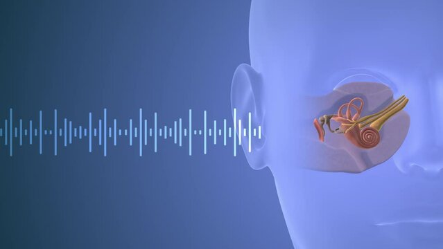 Sound waves travelling through human ear