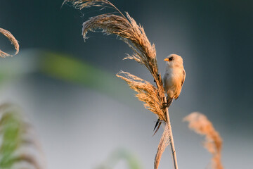 Bird bearded tit sits on a reed. Panurus biarmicus © Tatiana
