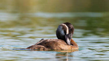 White-headed Duck, Oxyura leucocephala, swimming on a lake wetland wildlife reserve