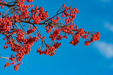 wild ash tree with red berry on branch and sky background