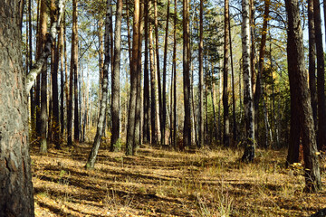 Obraz premium Many tree trunks are illuminated by the sun in the autumn forest