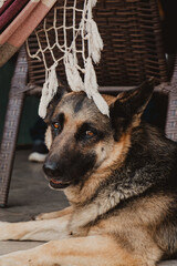 cute dog profile under the hammock