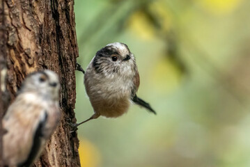 Cute little long tailed tit, a very sweet small pink, white and  black woodland bird in the forest 