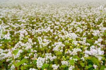 Obraz na płótnie Canvas A field planted with white fragrant melliferous flowers