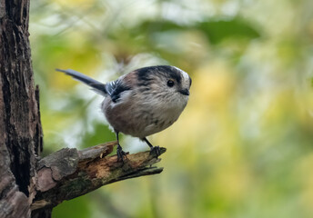 Cute little long tailed tit, a very sweet small pink, white and  black woodland bird in the forest 