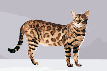 bengal cat isolated on white