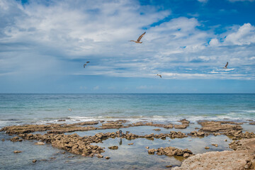 Porto Barril beach with rocks in the sea and seagulls in flight, Ericeira - Mafra PORTUGAL