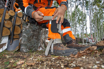 Tree surgeon. A man removes a birch tree