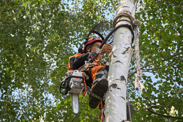 Tree surgeon. A man removes a birch tree