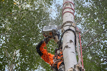Tree surgeon. A man removes a birch tree