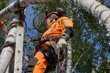 Tree surgeon. A man removes a birch tree