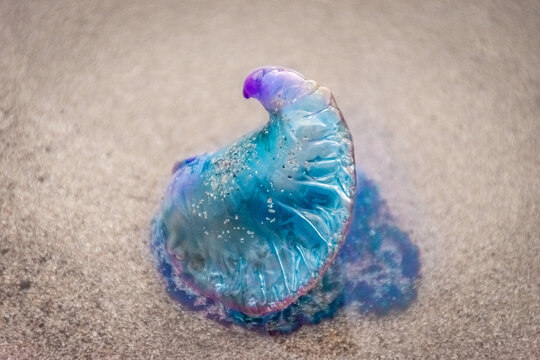 Colorful Portuguese man-o-war jellyfish on the sand beach of Famara in Lanzarote. Atlantic Ocean fauna.  Canary Islands, Spain.