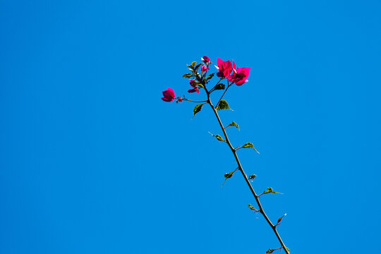 Pink bougainville flower over blue sky