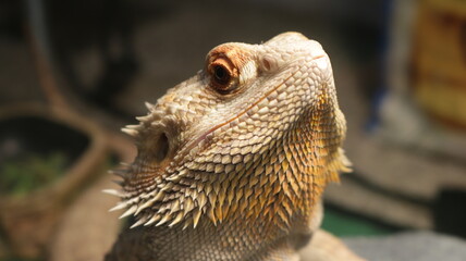 Bearded Dragon Close up