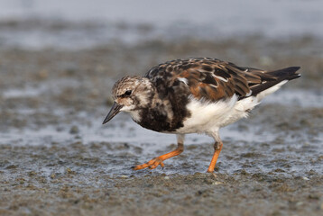 Ruddy Turnstone feeding at mameer creek, Bahrain