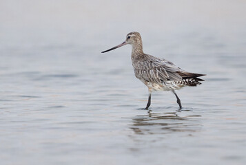 A portrait of a Bar-tailed Godwit at mameer coast of Bahrain