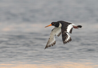 Oystercatchers flying at mameer, Bahrain