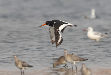 Oystercatchers flying at mameer with gulls and godwit in water, Bahrain
