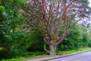 Fototapeta premium A thick pine tree with many branches. a very old pine in Narva, Estonia. Pine of love