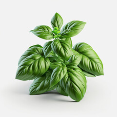 Branch and leaves of basil plant isolate on white background. Generative AI, - obrazy, fototapety, plakaty