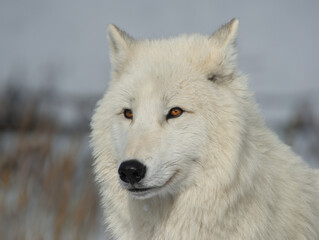 Obraz premium portrait of a polar wolf on a blurred background