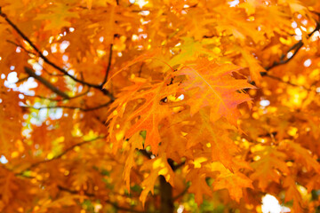 yellow oak autumn leaves on tree. selective focus of oak autumn leaves. autumn season with leaves.