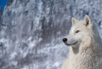 Naklejka premium polar wolf against a background of blue sky and snowy forest