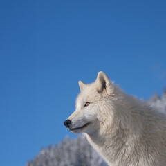 Obraz premium polar wolf against a background of blue sky and snowy forest
