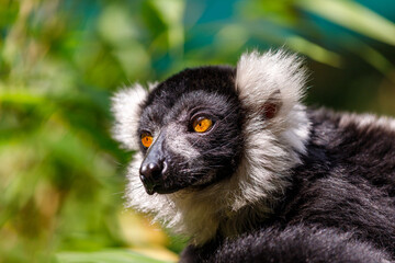 Portrait of black-and-white ruffed lemur